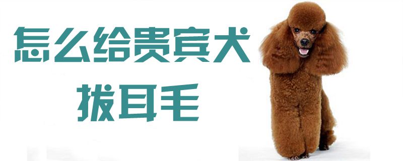 怎么给贵宾犬拔耳毛1
