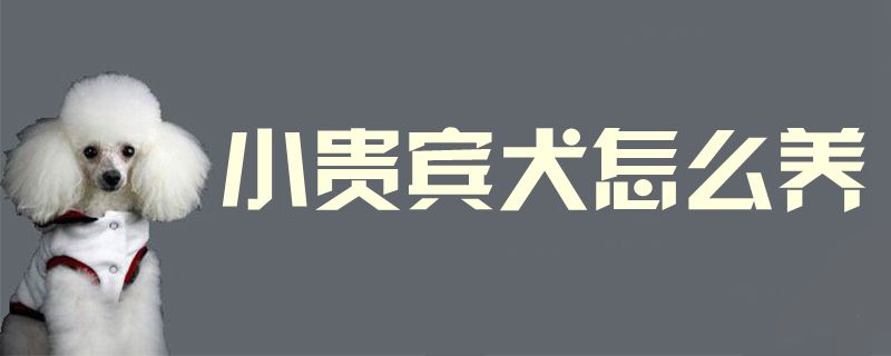 小贵宾犬怎么养1
