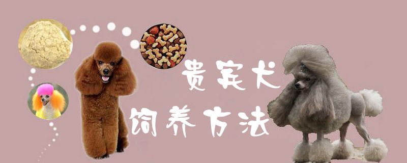 贵宾犬饲养方法1