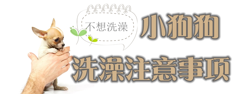 给小狗狗洗澡注意事项有哪些