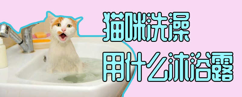 猫咪洗澡用什么沐浴露