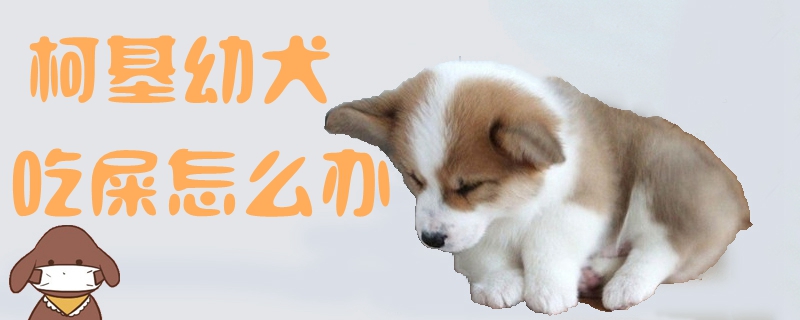 柯基幼犬吃屎怎么办1