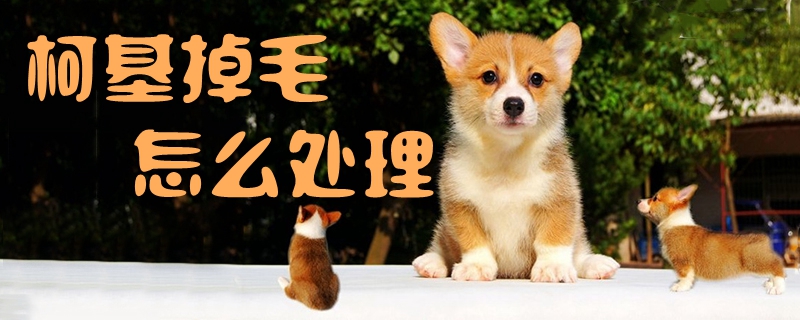 柯基掉毛怎么处理1