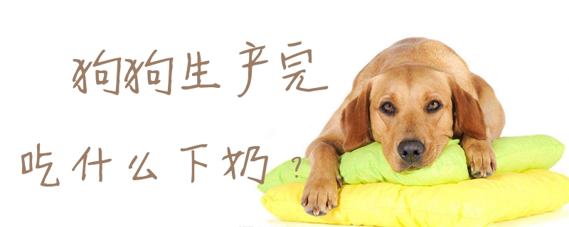 狗狗生产完吃什么下奶