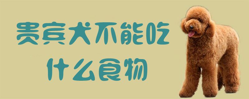 贵宾犬不能吃什么食物1