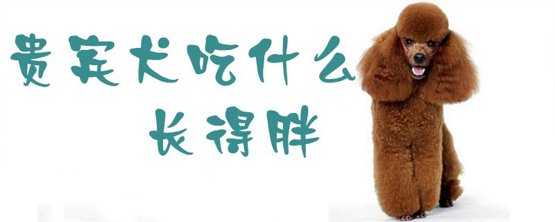 贵宾犬吃什么长得胖1