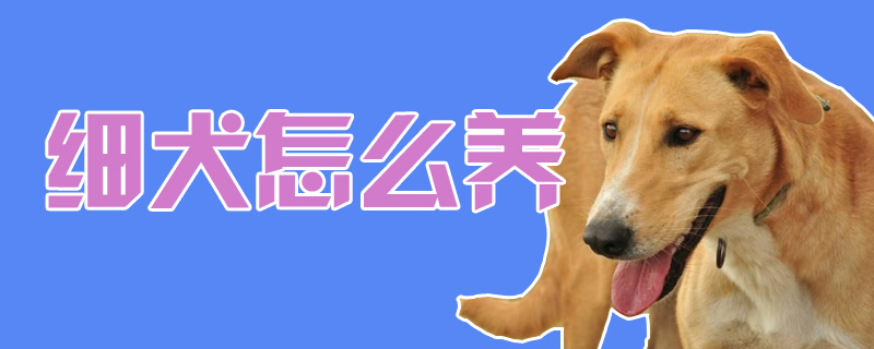 细犬怎么养