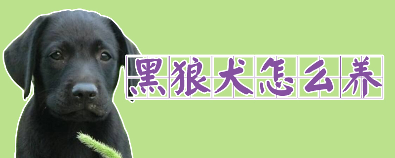 黑狼犬怎么养