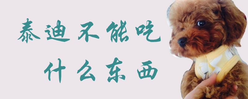 泰迪不能吃什么东西1