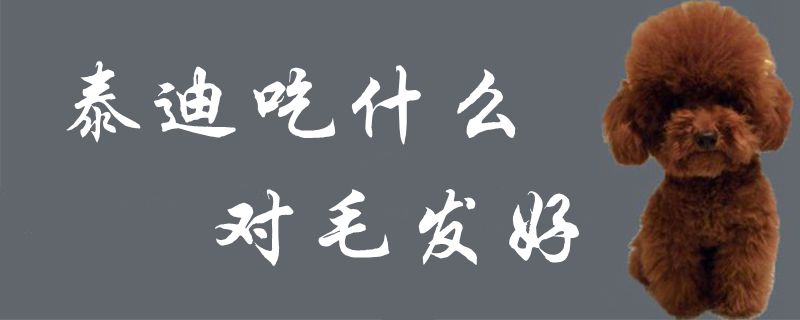 泰迪吃什么对毛发好1