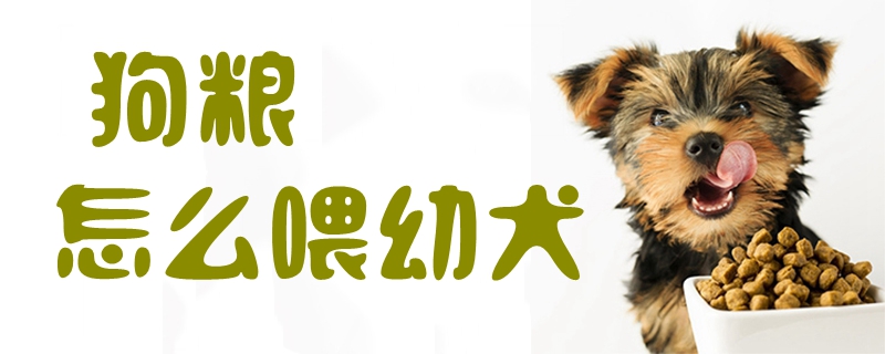 狗粮怎么喂幼犬1