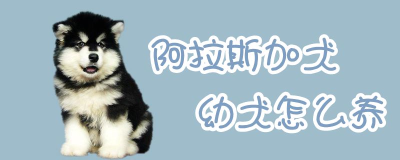 阿拉斯加犬幼犬怎么养