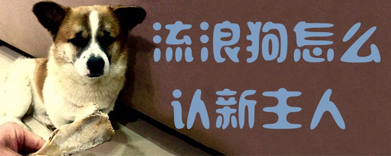 流浪狗怎么认新主人1
