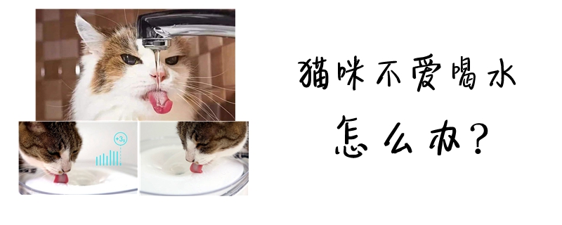 猫咪不爱喝水怎么办