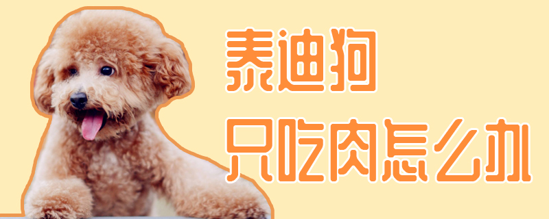 泰迪狗只吃肉怎么办