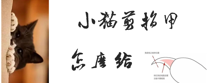 怎么给小猫剪指甲