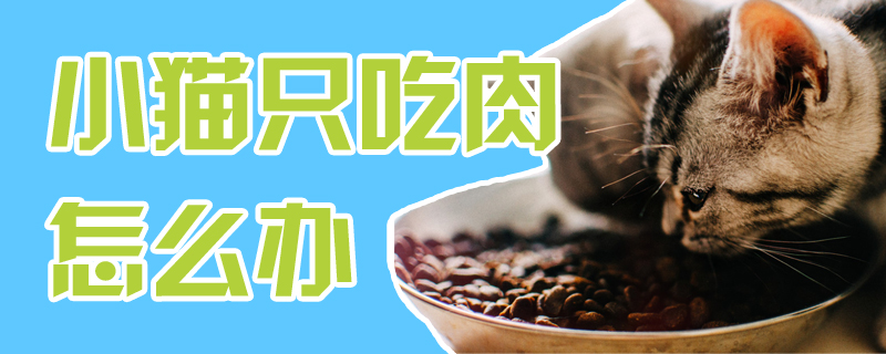 小猫只吃肉怎么办