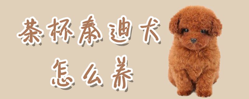 茶杯泰迪犬怎么养
