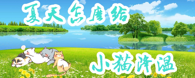 夏天怎么给小猫降温