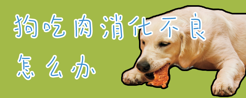 狗吃肉消化不良怎么办