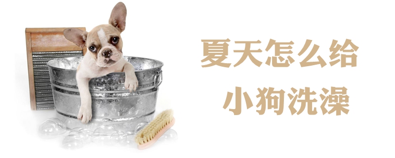 夏天怎么给小狗洗澡