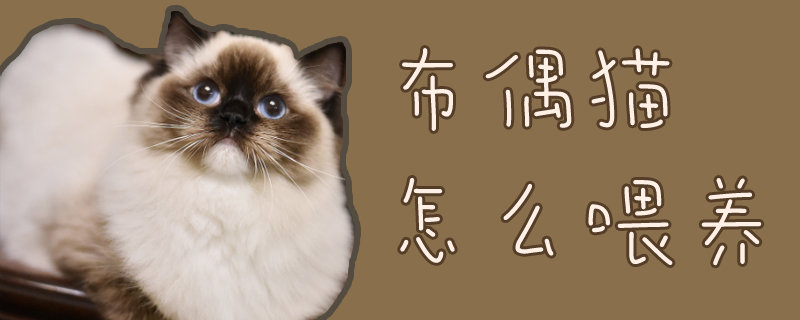 布偶猫怎么喂养