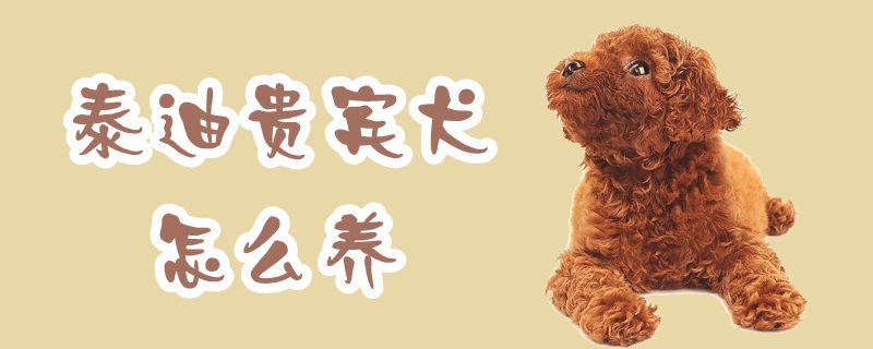 泰迪贵宾犬怎么养