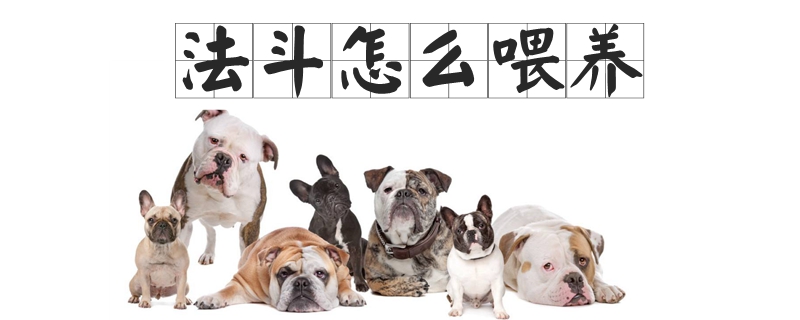 法斗怎么喂养