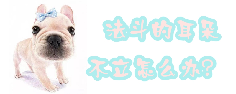 法斗的耳朵不立怎么办