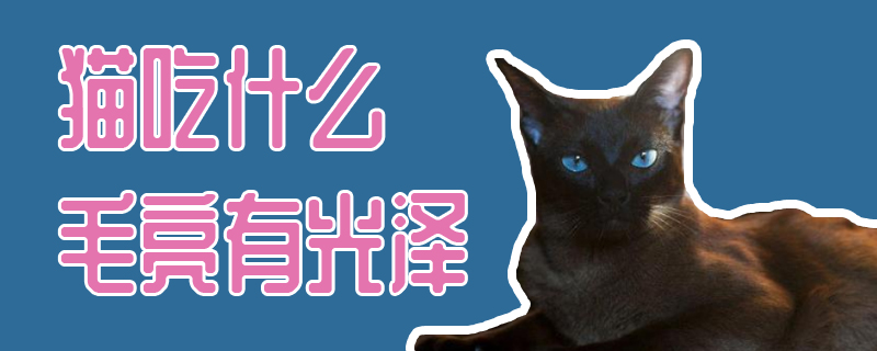 猫吃什么毛亮有光泽