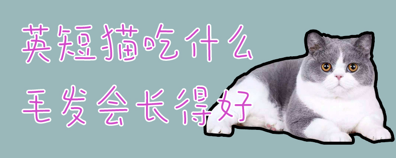 英短猫吃什么毛发会长得好