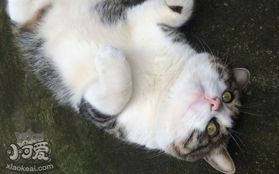 猫踩奶要注意什么 猫踩奶的注意事项