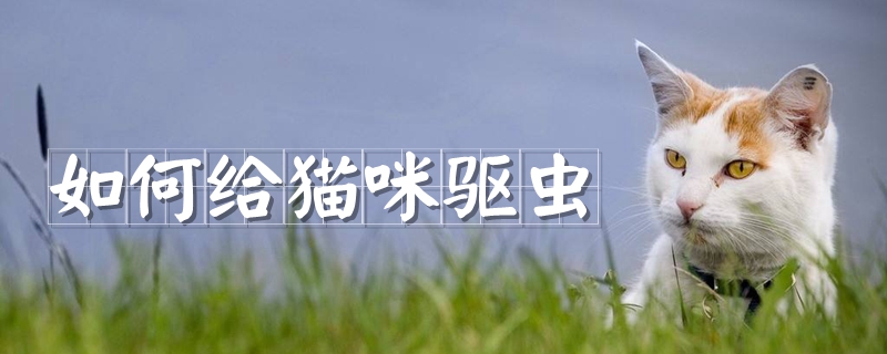 如何给猫咪驱虫