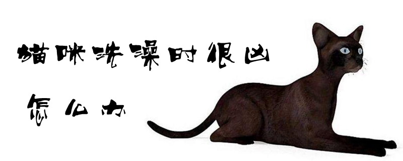 猫咪洗澡时很凶怎么办