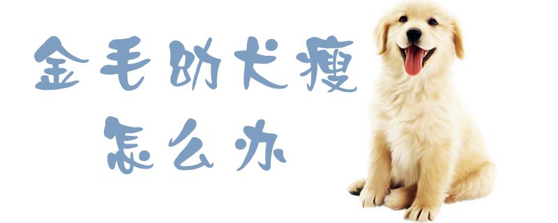 金毛幼犬瘦怎么办1