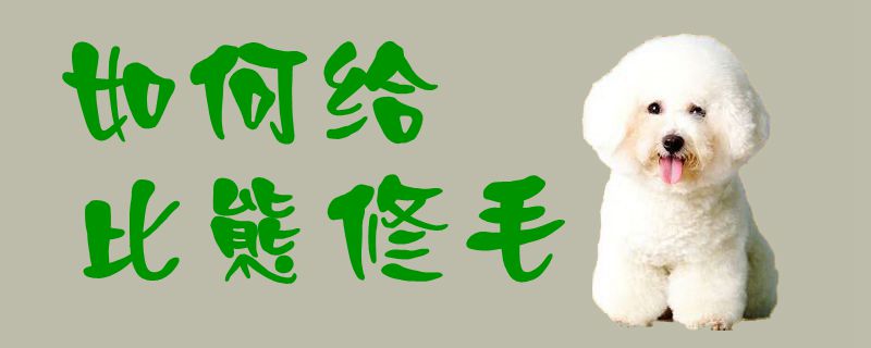 如何给比熊修毛1