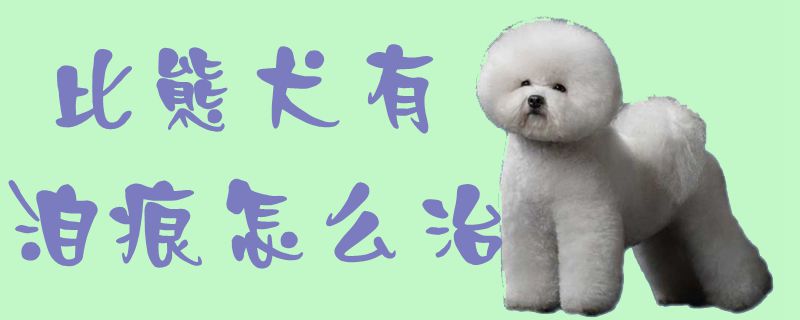 比熊犬有泪痕怎么治1