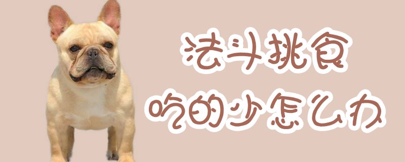 法斗挑食吃的少怎么办