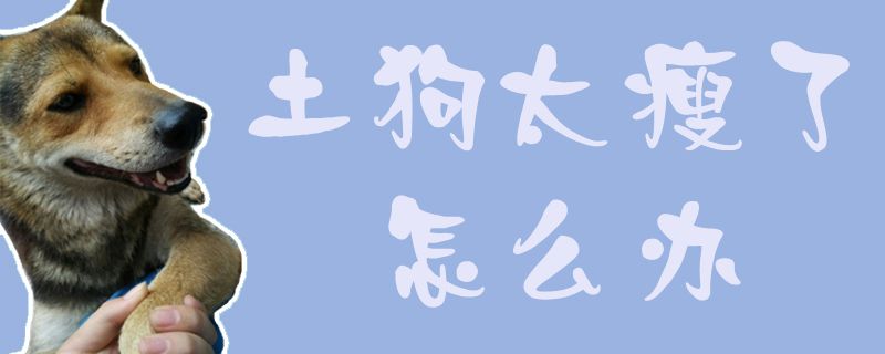 土狗太瘦了怎么办0