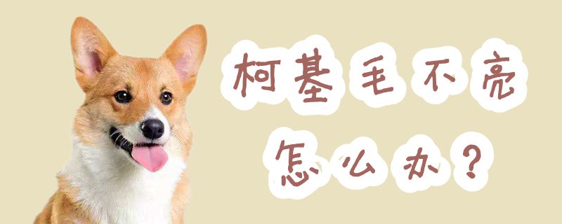 柯基毛不亮怎么办