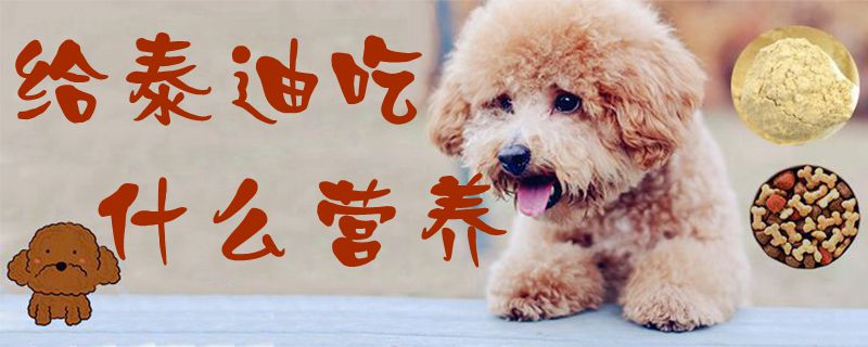 给泰迪吃什么营养1