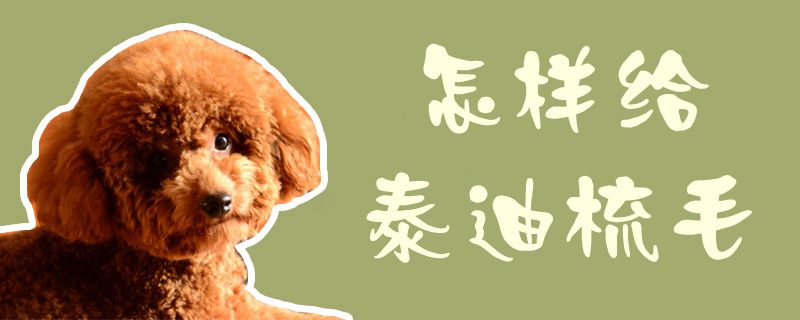 怎样给泰迪梳毛1