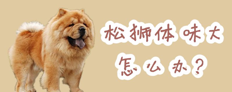 松狮体味大怎么办