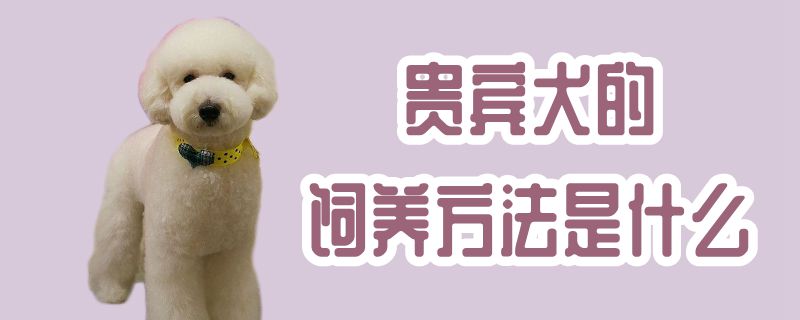 贵宾犬的饲养方法是什么