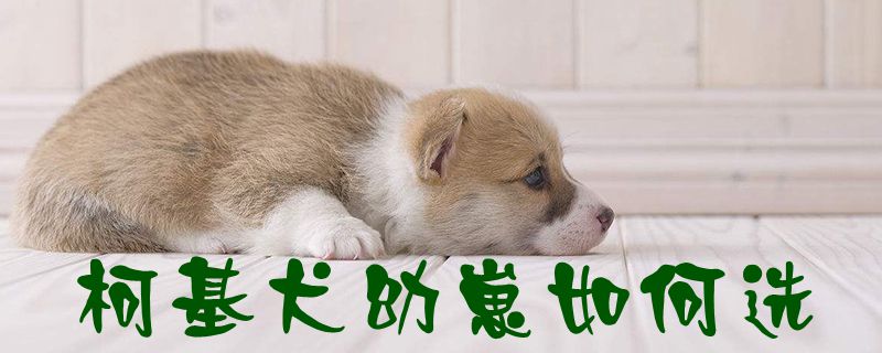 柯基犬幼崽如何选1