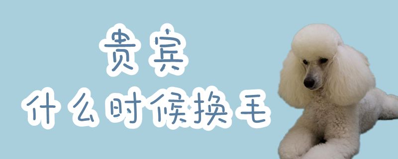 贵宾什么时候换毛