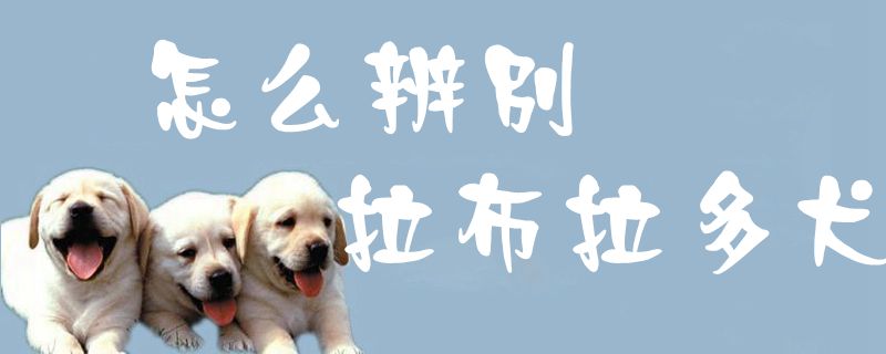 怎么辨别拉布拉多犬1
