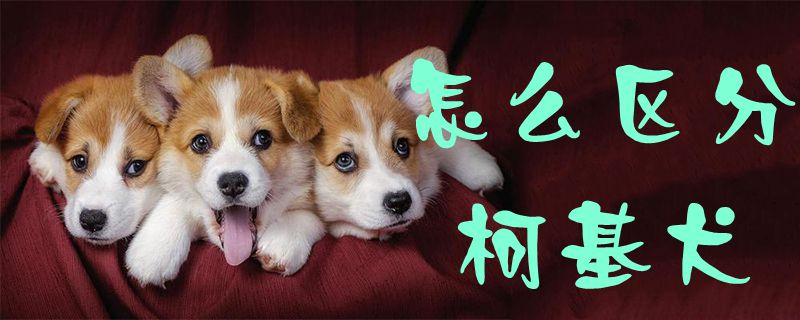 怎么区分柯基犬1
