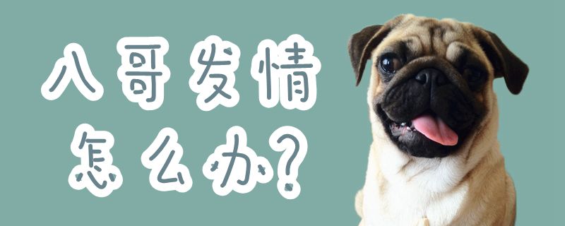 八哥发情怎么办