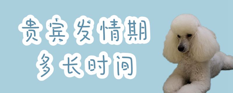 贵宾发情期多长时间